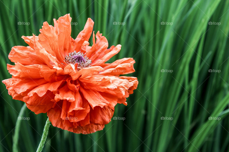 Close-up of red flower