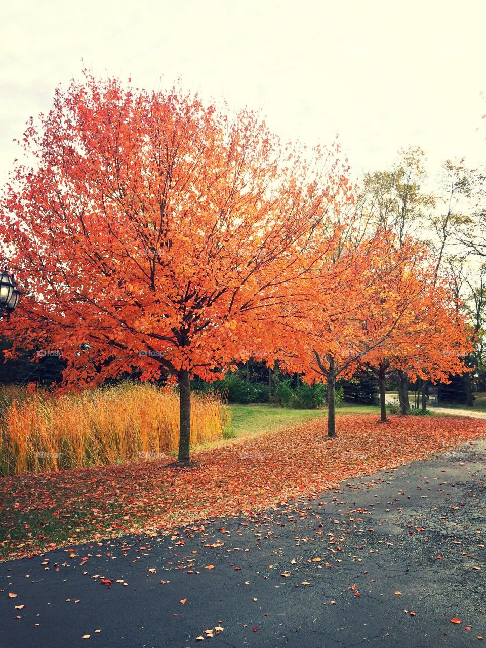 Trees in forest during autumn