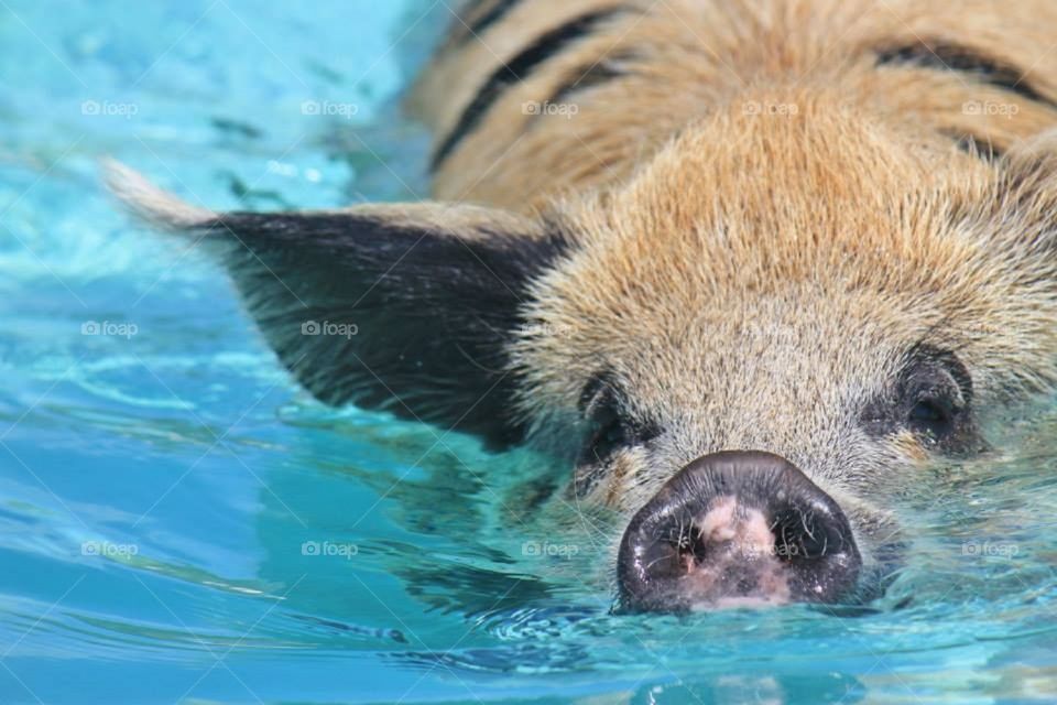 Swimming pig in the Bahamas