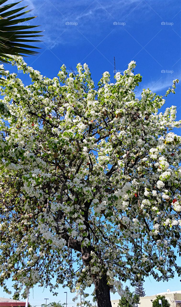 Springtime blooms in February!