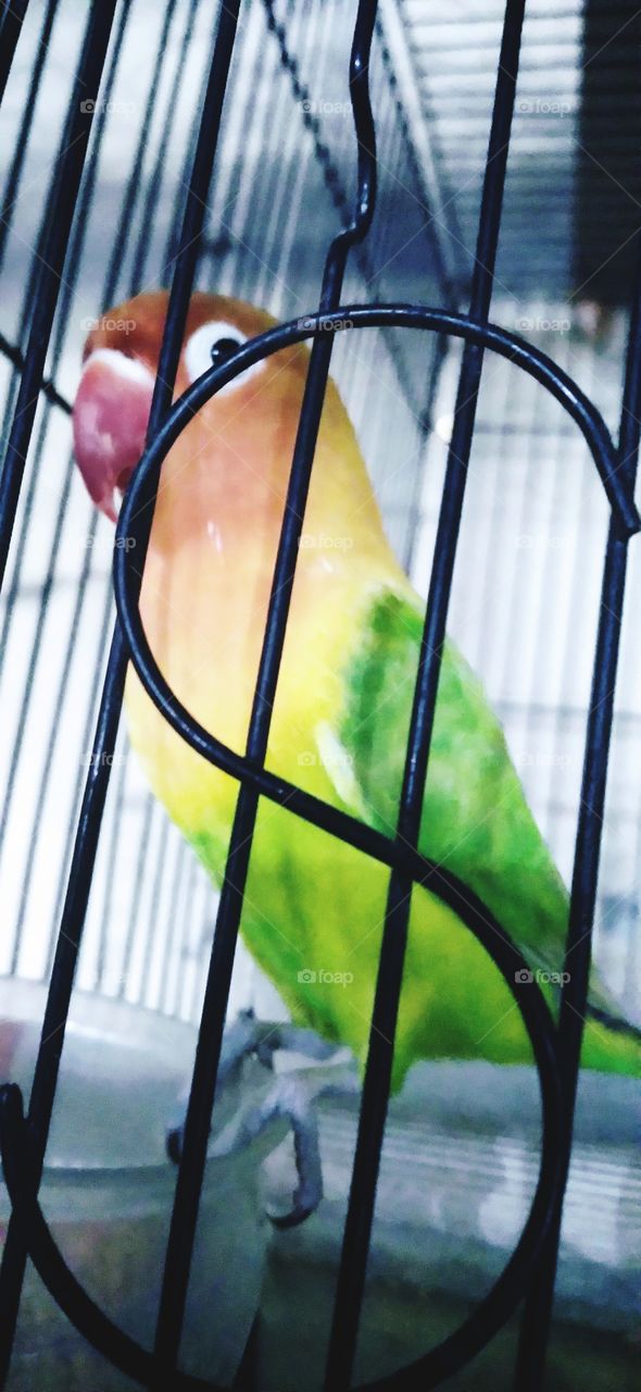 Behind the letter s barrier there is a love bird