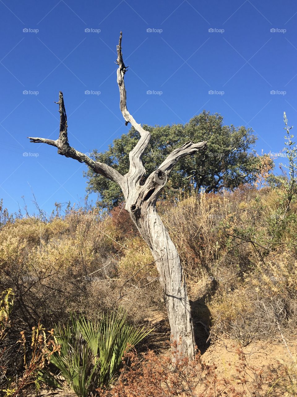 Silhouette of a dead old tree agains blue sky