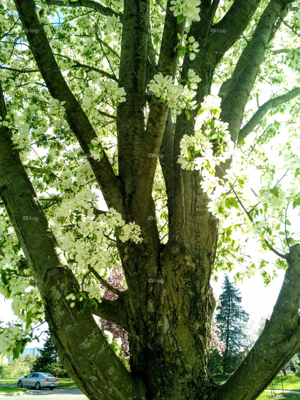 Spring in bloom, Rochester, MN