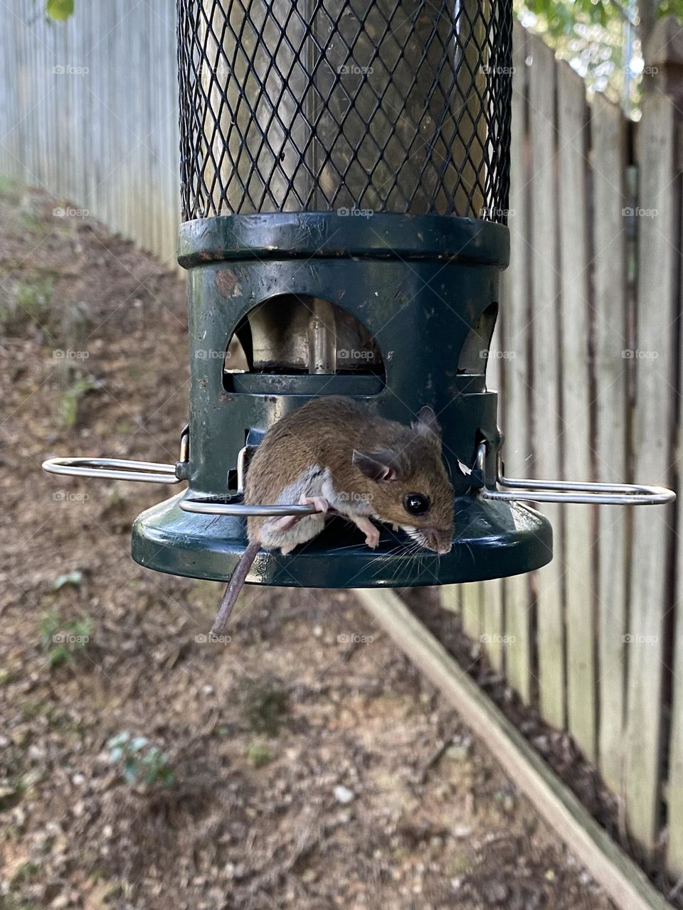 Field mouse resting on bird feeder 