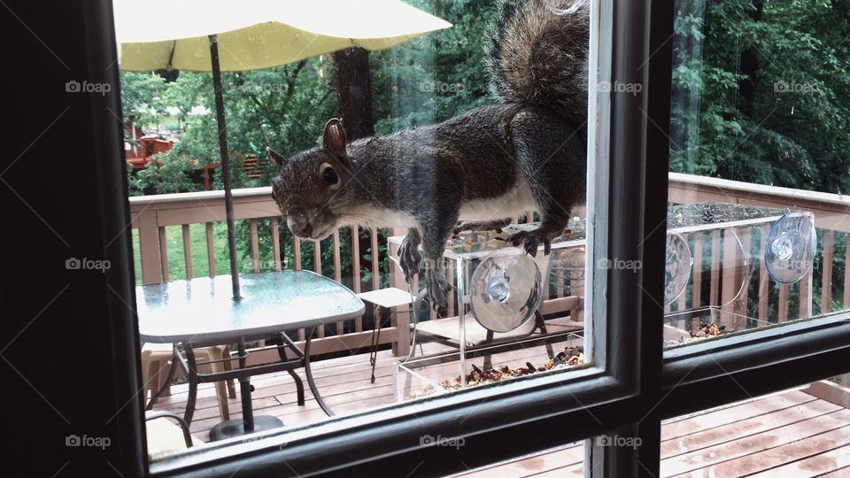 Squirrel on bird feeder looking through window.