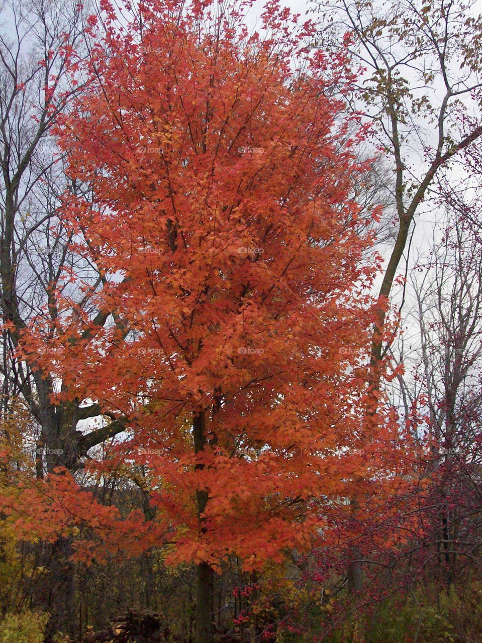 Fall Leaves Maple