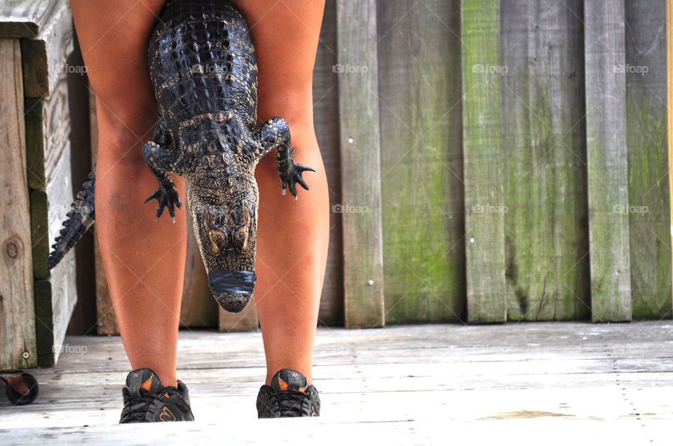 myrtle beach south carolina legs gator by refocusphoto