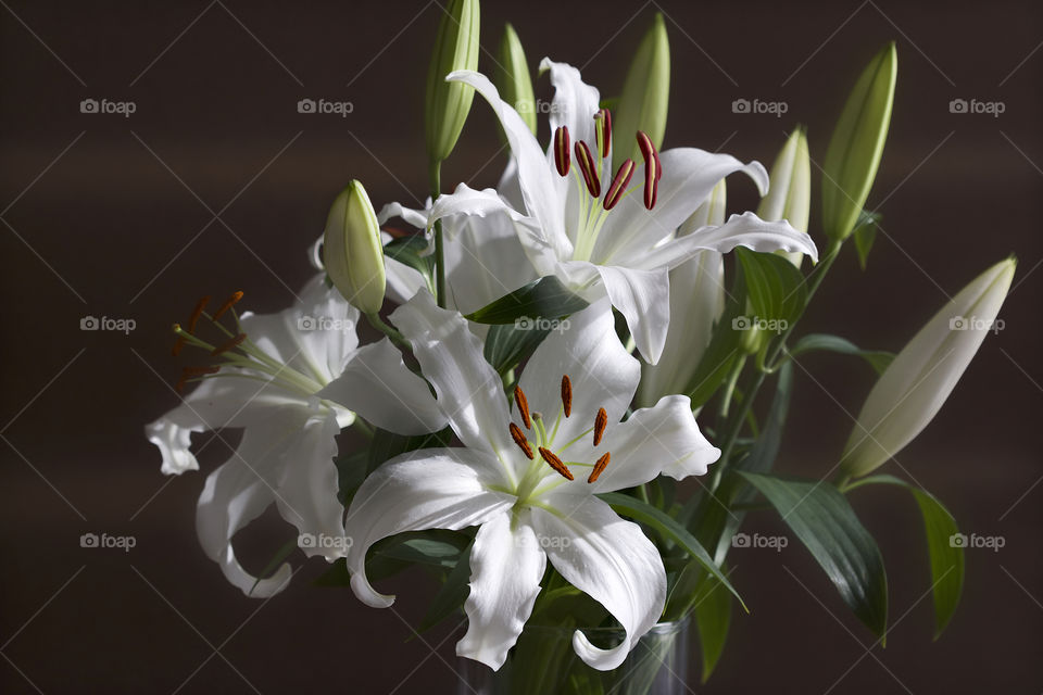 white lilies