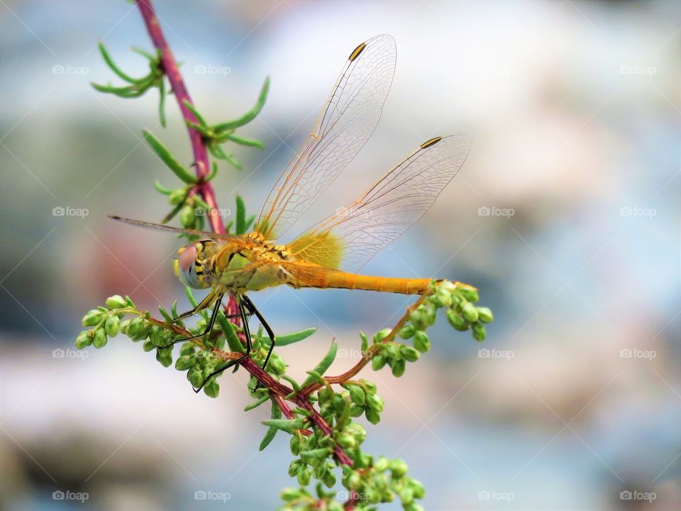dragonfly yellow nature
