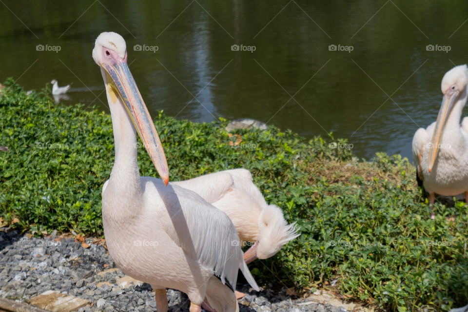 Pelican near a lake looking at camera