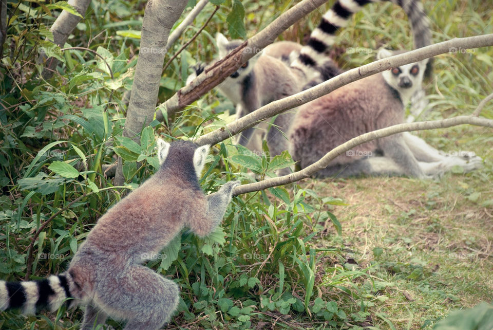 children animal playing cute by jbdc