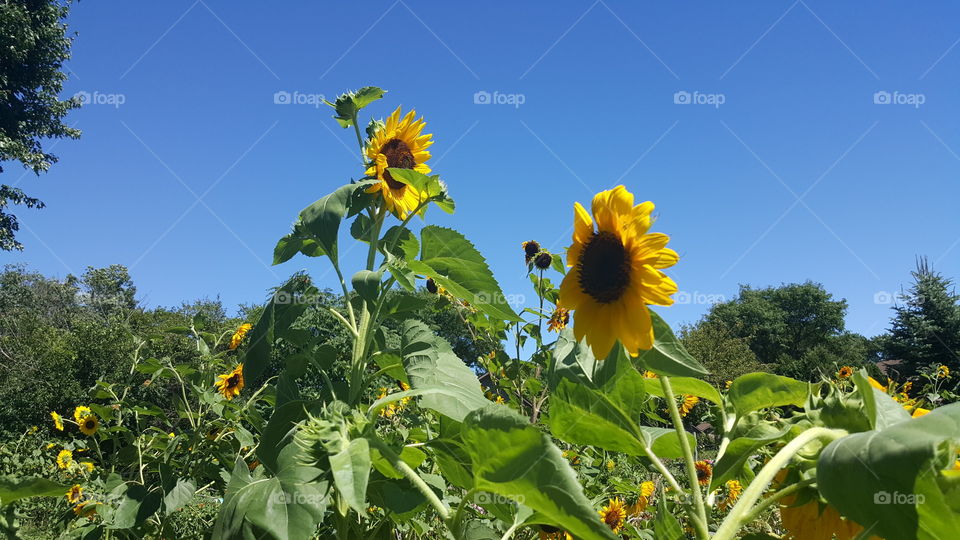 Agriculture, Nature, Summer, Flora, Flower