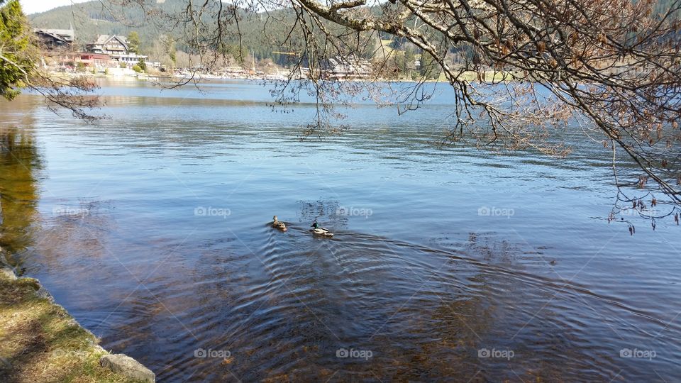 ducks on the surface . Titisee black forest Germany 