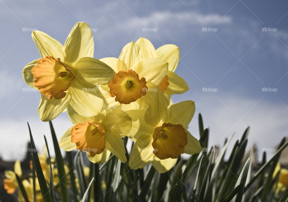 Bright yellow daffodils in bloom against a blue sky in early spring 