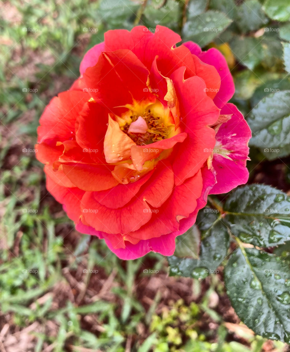 🌹 🇺🇸 Very beautiful flowers to brighten our day.  Live nature and its beauty. Did you like the delicate petals? / 🇧🇷 Flores muito bonitas para alegrar nosso dia. Viva a natureza e sua beleza. Gostaram das pétalas delicadas? 