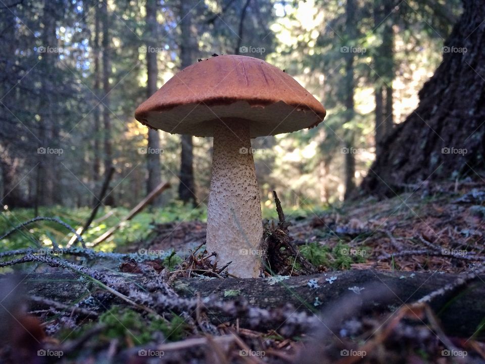 Mushroom