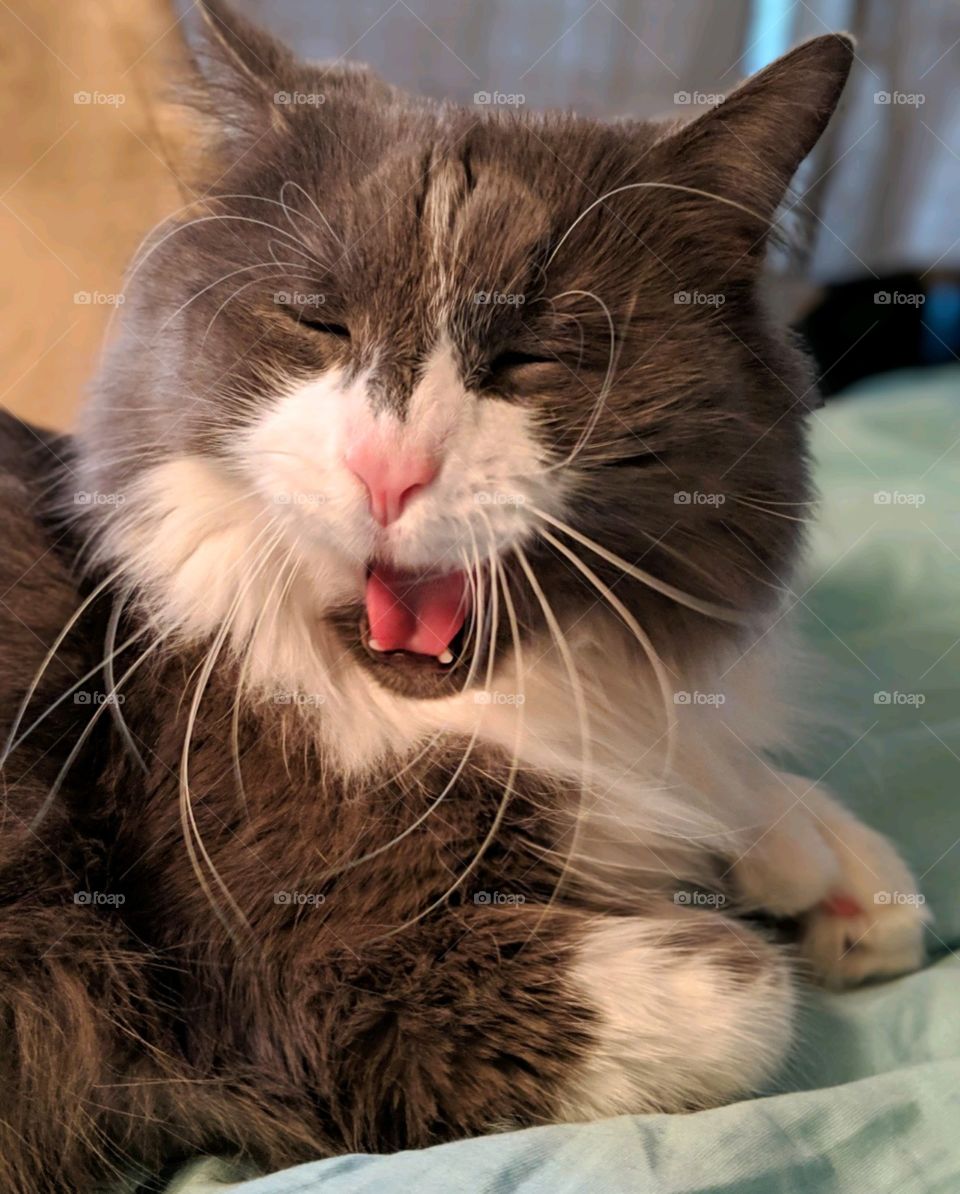 caught mid yawn