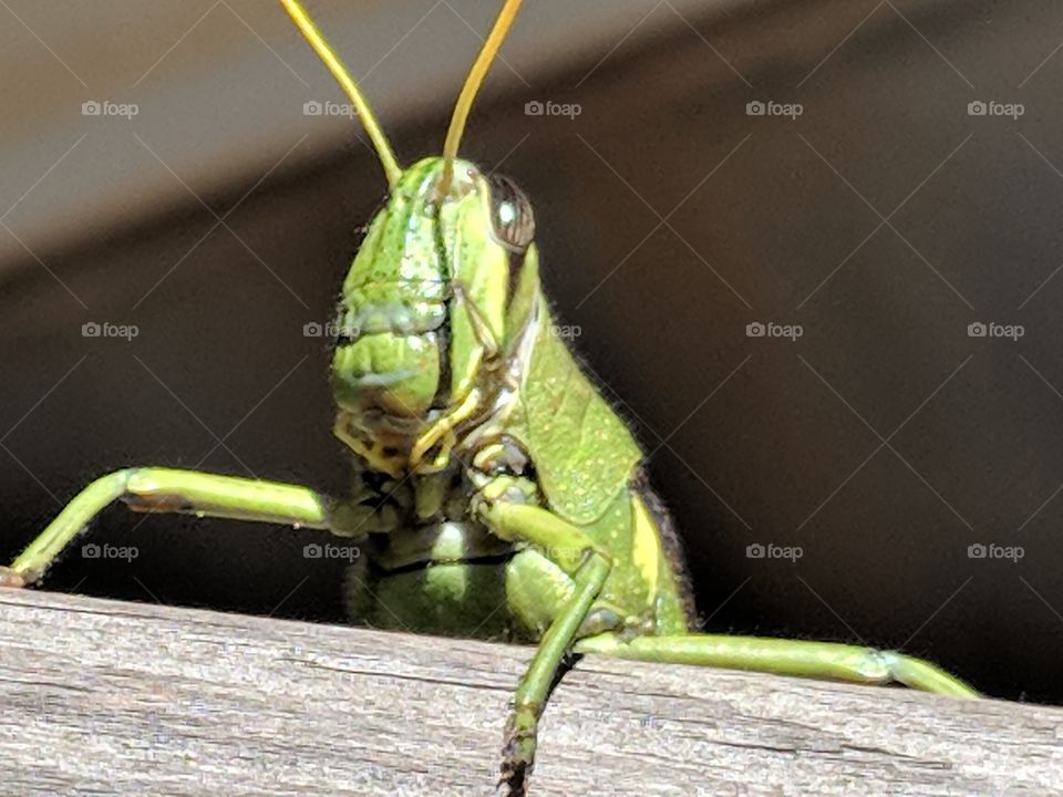hello, I'm grasshopper