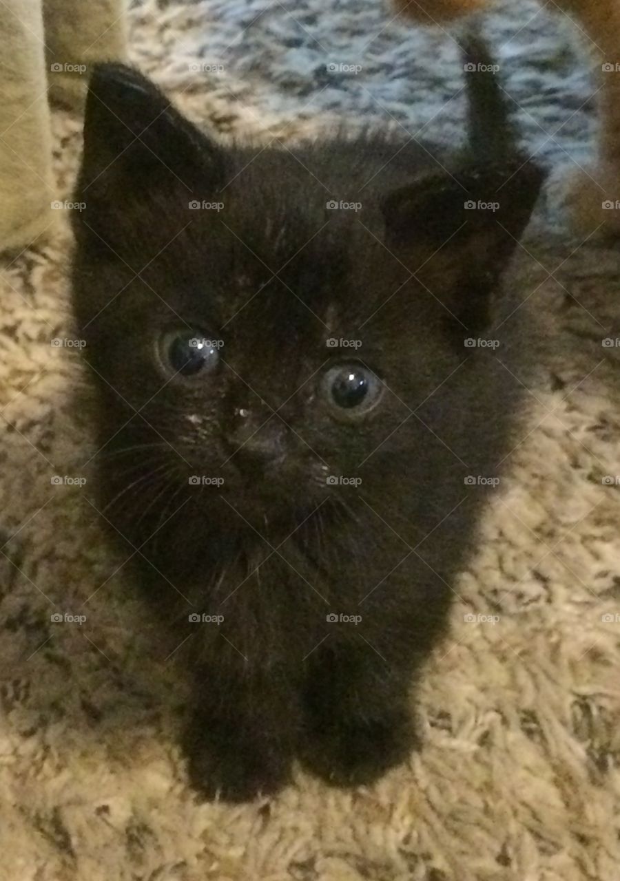 Black kitten. Black kitten