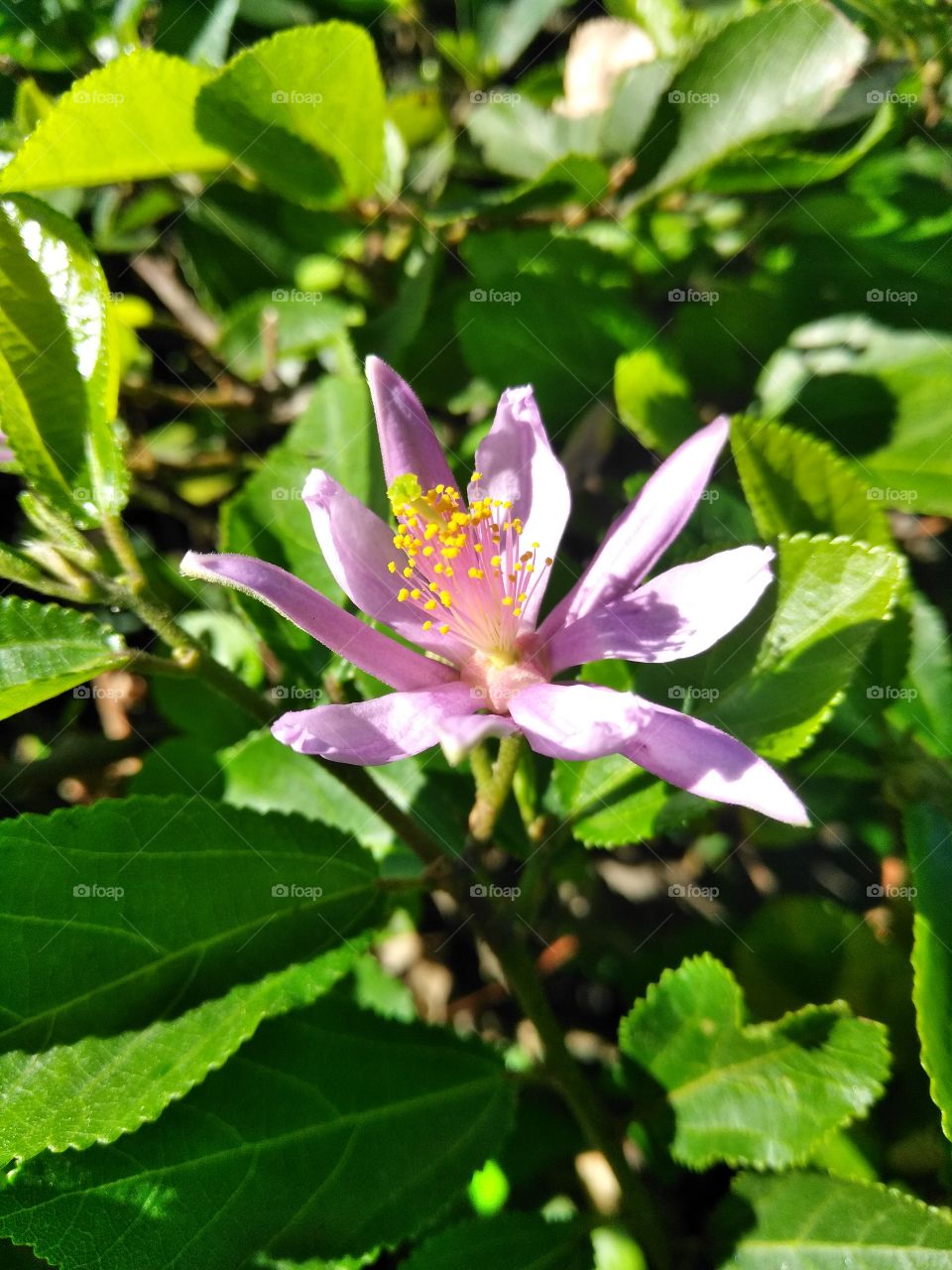 Purple Bush Lily in the Sunlight