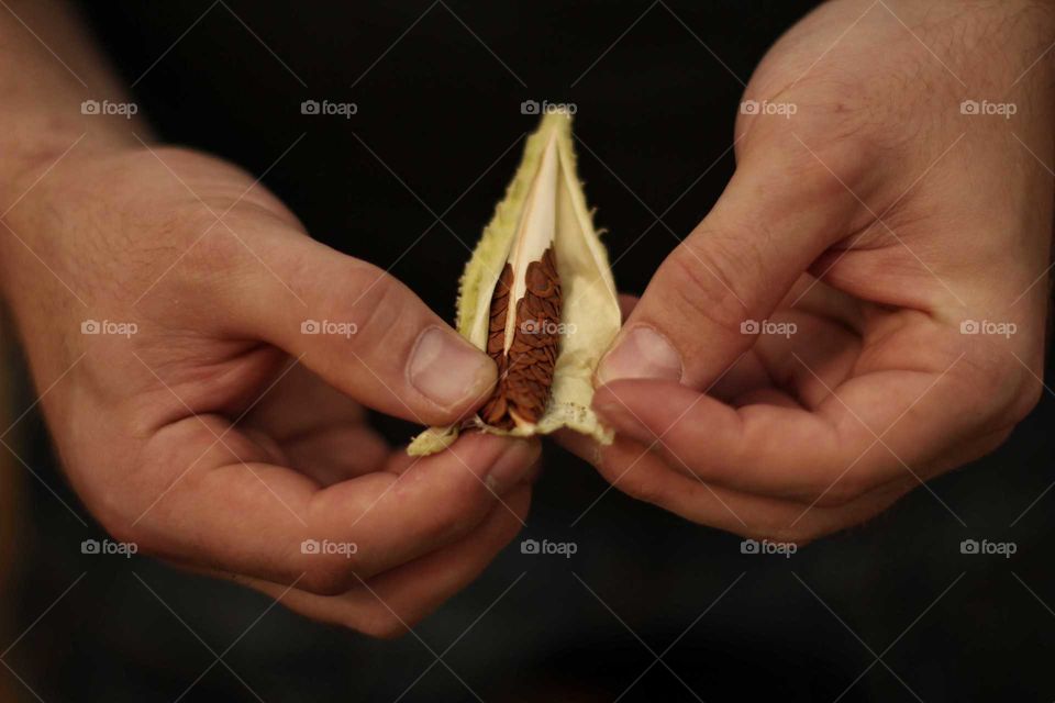 Man holds Asclepias syriaca seeds in his hands