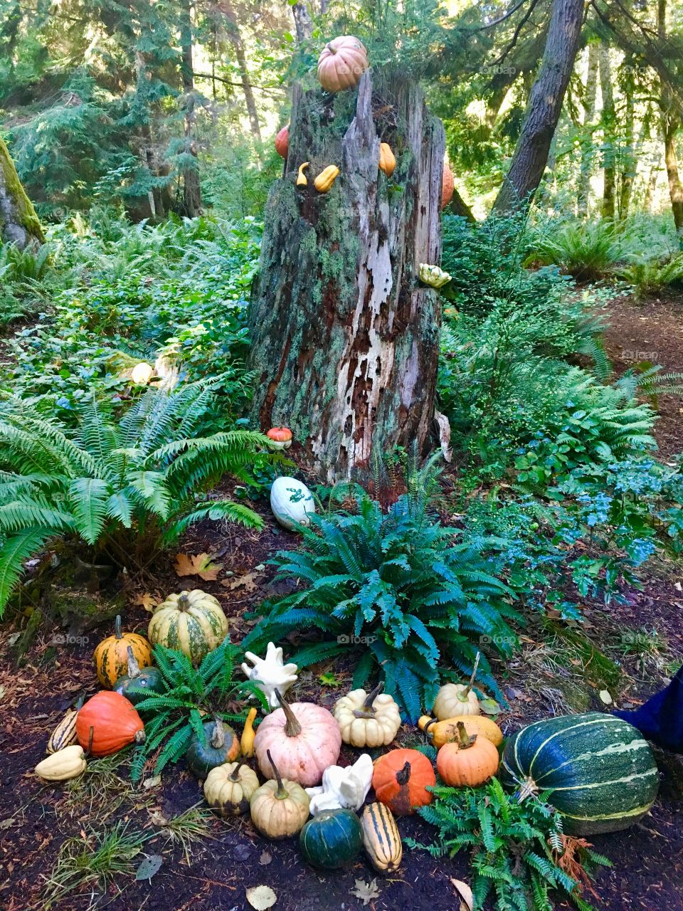 Fall pumpkins
