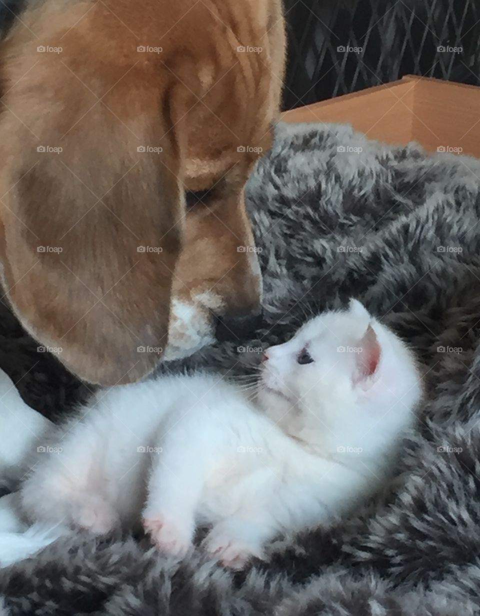 Beagle dog love take care of kitty so cute