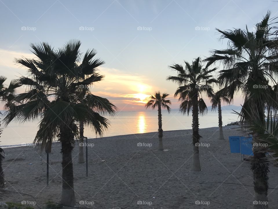 Palm trees at dawn 