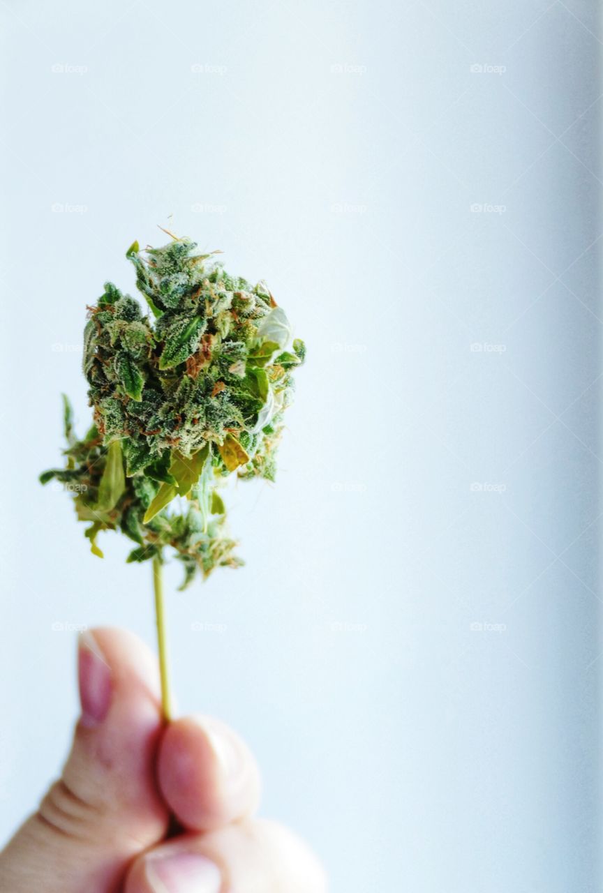 hand holding cannabis bud