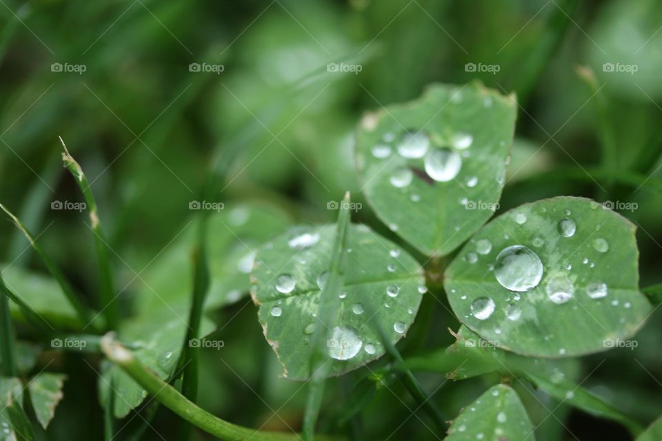 Water droplets on the clover