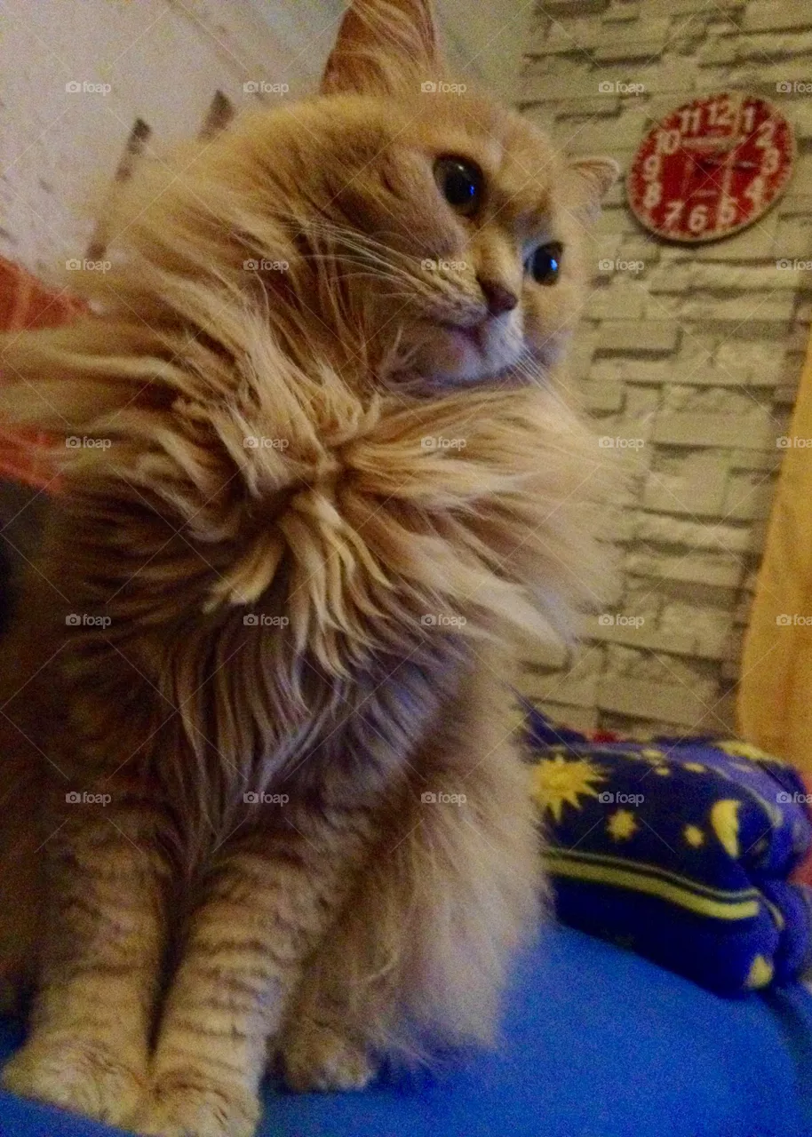 My cat