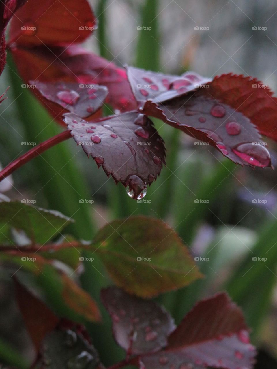 Rose leaves after rain