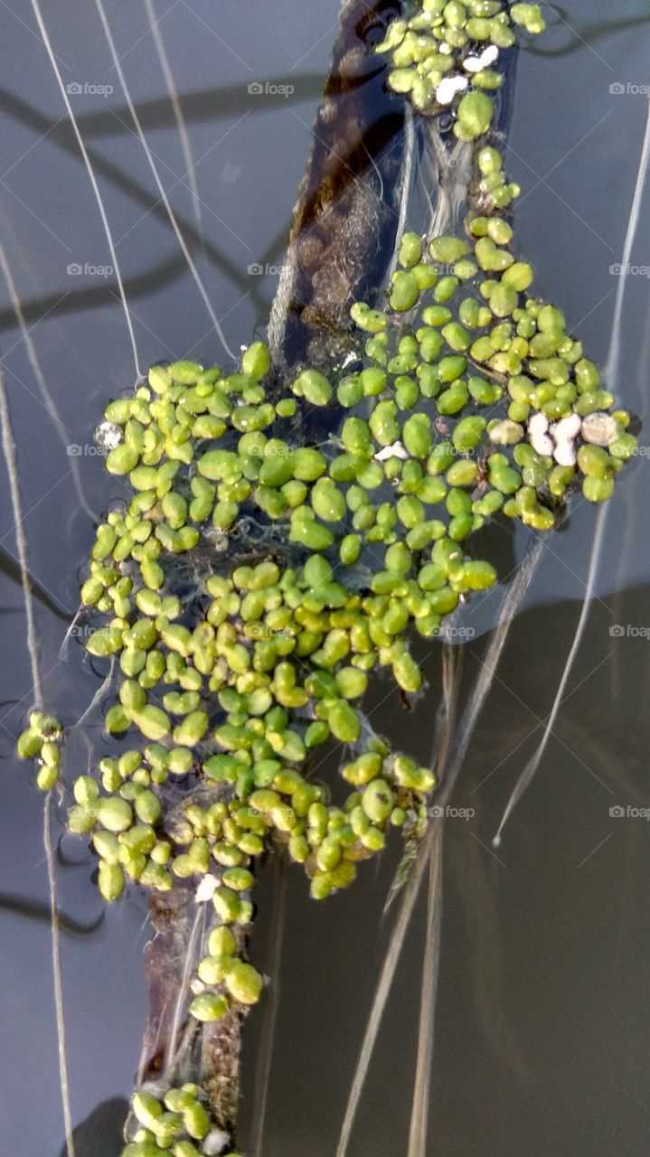 food on the surface of water