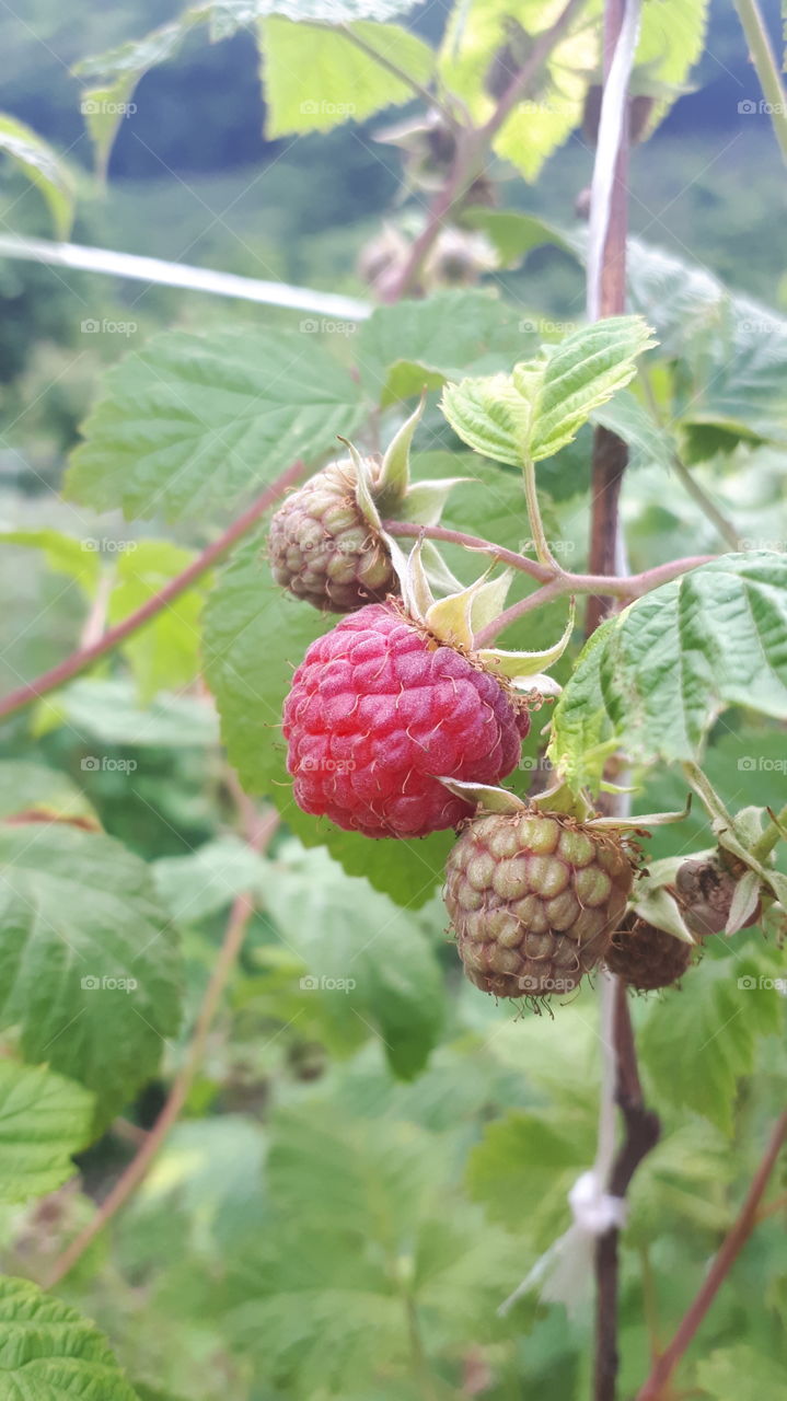 The moon is June. It is a picking of raspberry time. Full naturally grown raspberry.