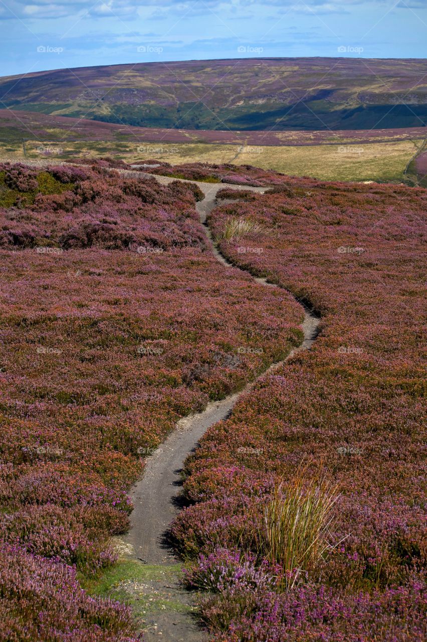 High angle view of small footpath