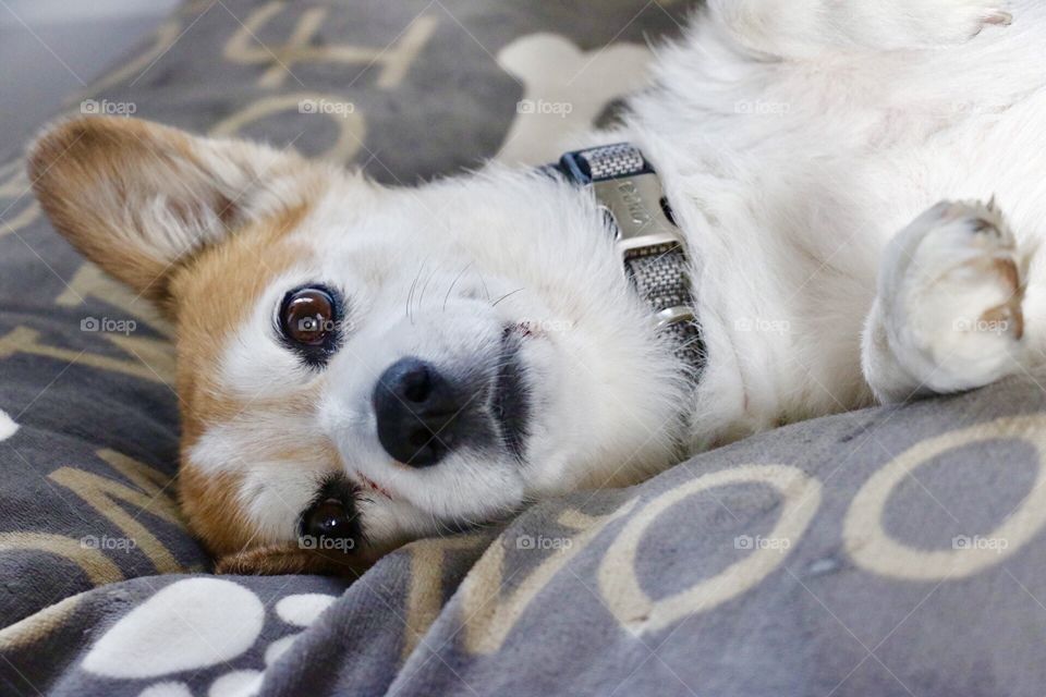 Cute corgi doing dog things. 