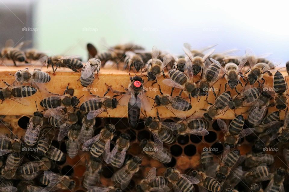 Birds& Bees- Nature in Motion