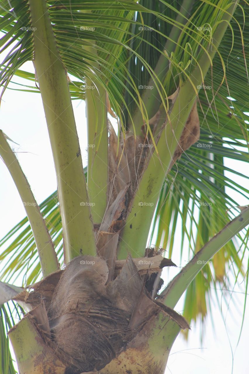 Hawaiian palm tree study 1