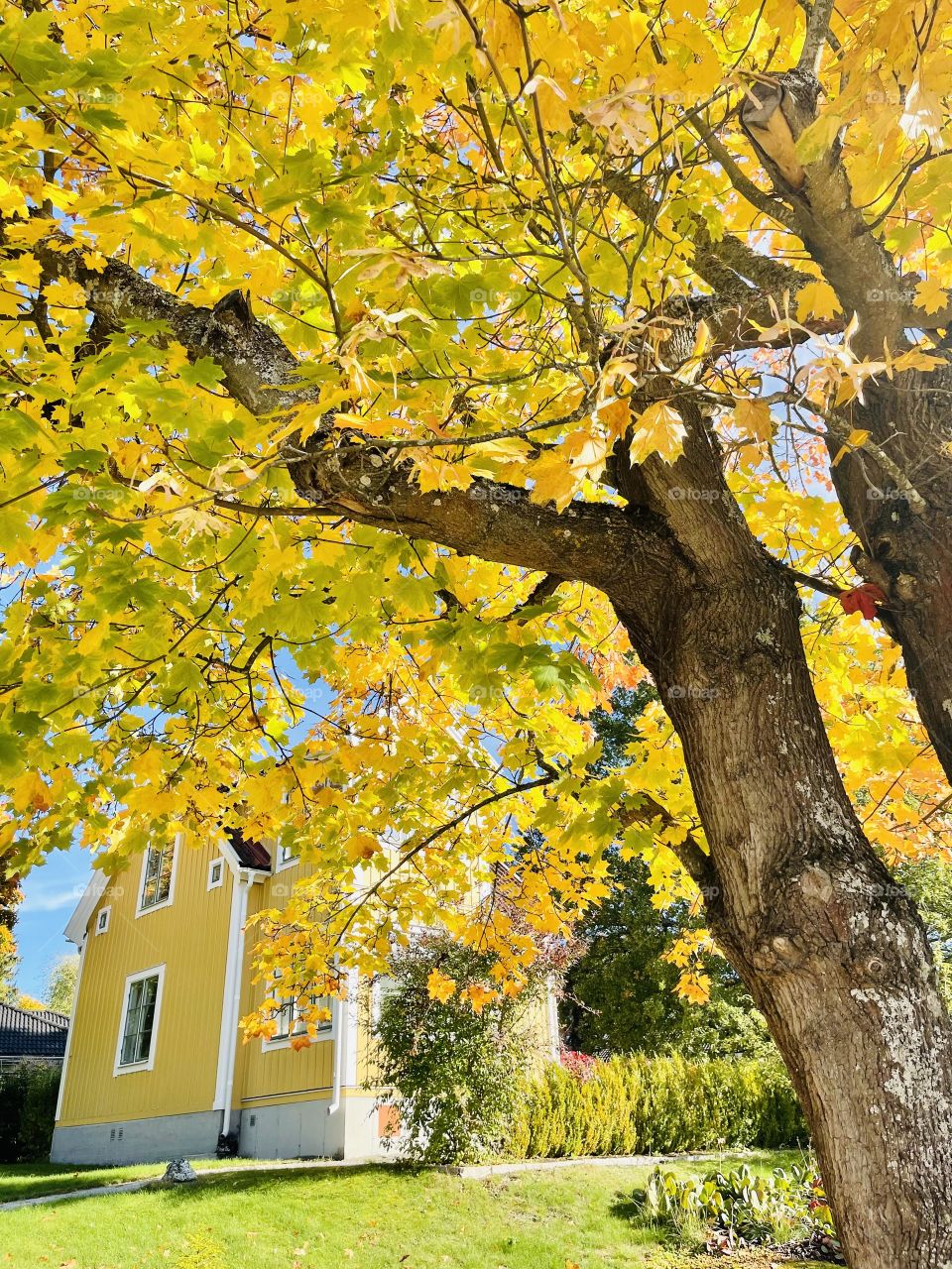 Yellow autumn with house and trees and sunshine