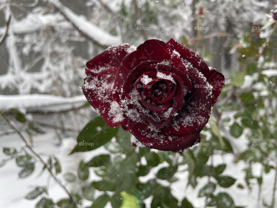 Rose and snow 