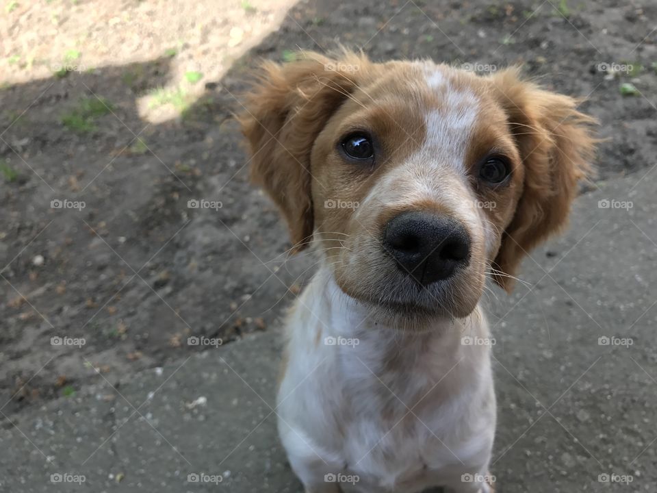 Little white and light brown puppy of bread brittany spaniel sitting on the gray ground.