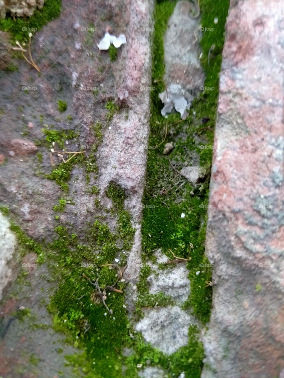 Trees grow anywhere and no one can stop them