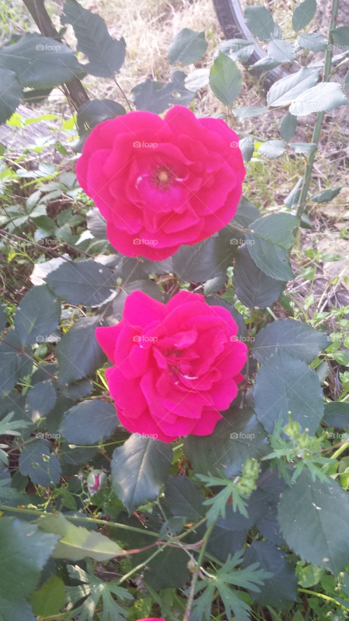 Rose blooms