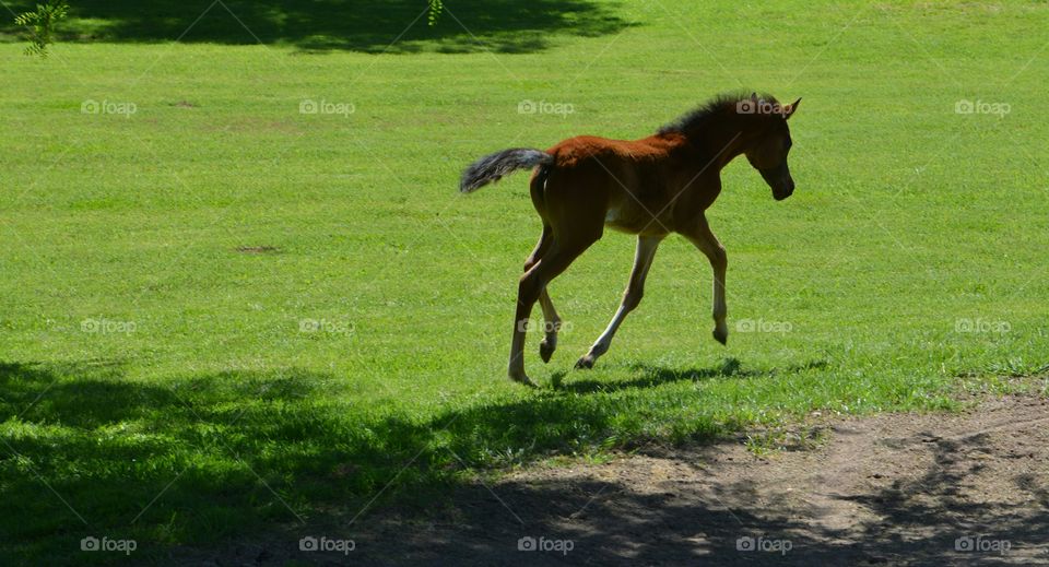 Egyptian Arabian Foal. Egyptian Arabian, Foal, filly, horse, about two months old, bay color, long legs, green grass