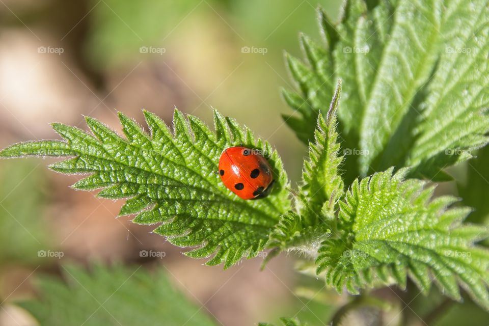 ladybug on a leaf