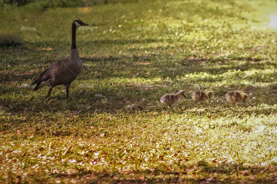 Momma Goose