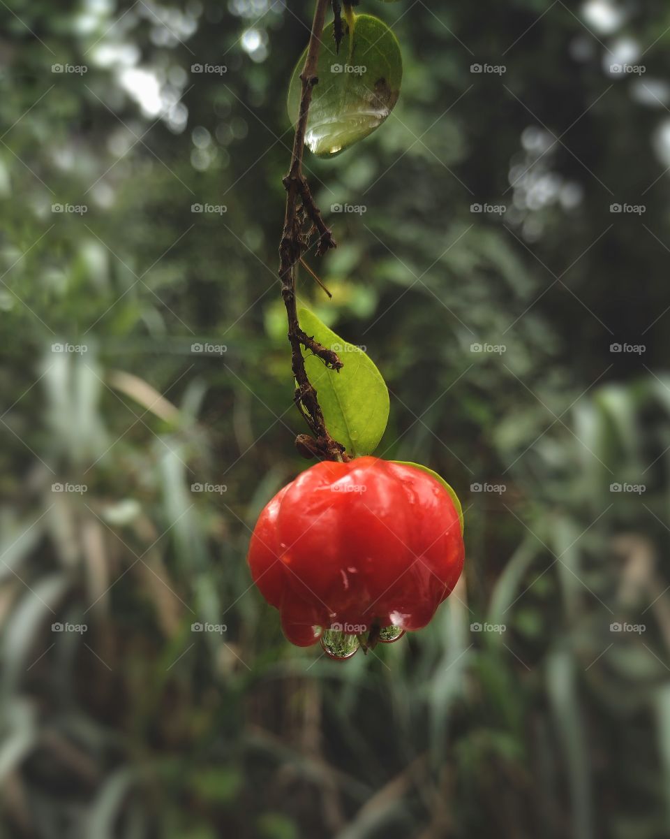 raindrops on the green 🍃