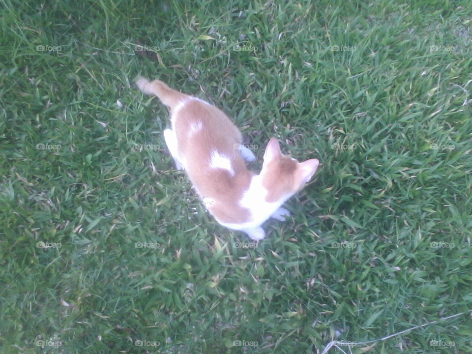 Cat
Bismillaah, lagi main di lapangn rumput