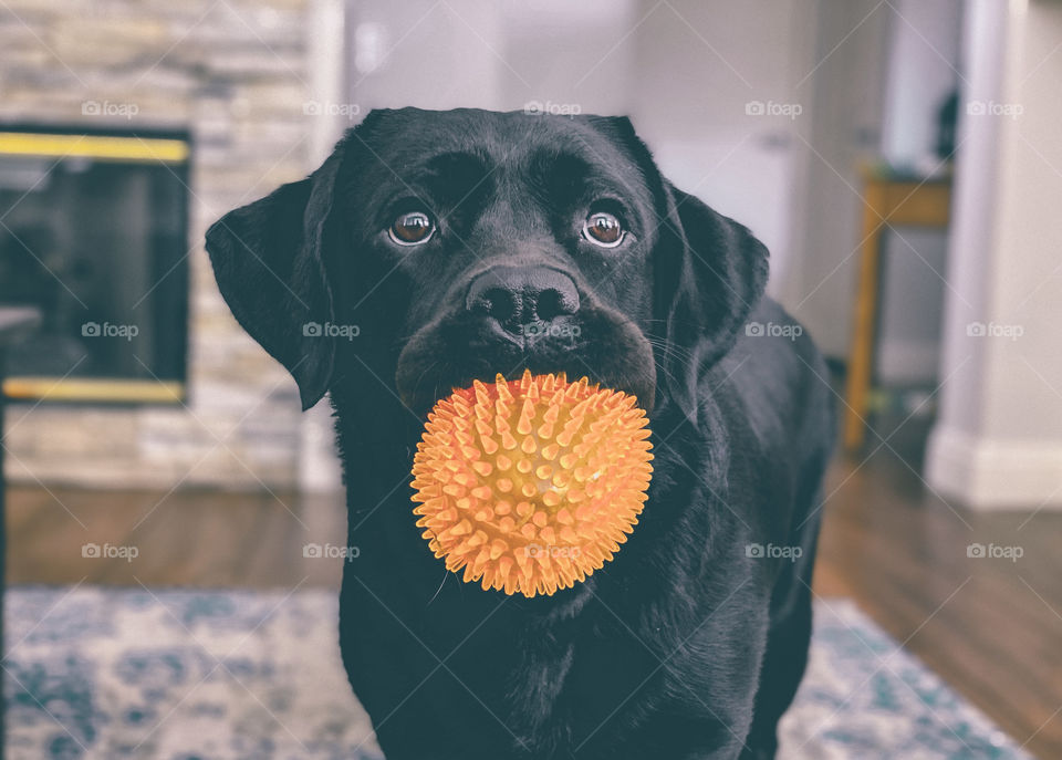 Black Labrador Retriever holding a orange ball in her mouth 