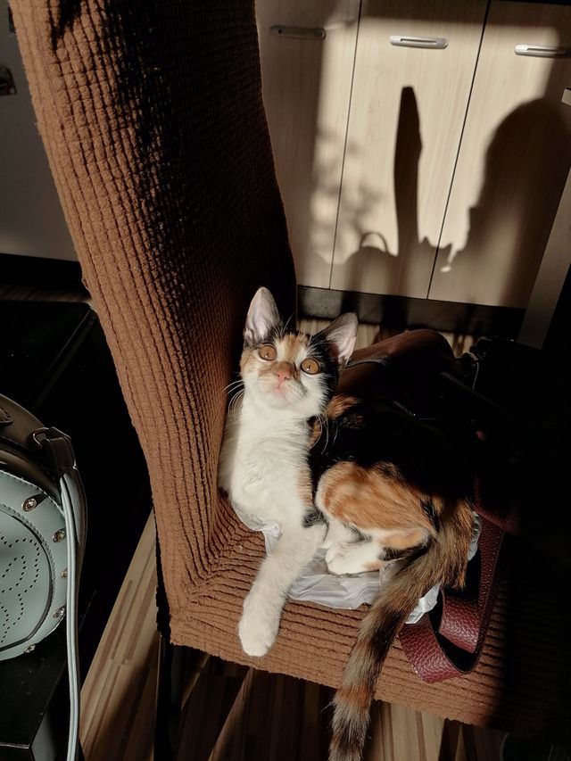 Sunny cat